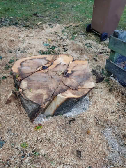 Photo of free Large piece of Norway maple (North Hinksey OX2) #2