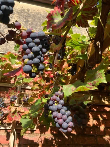 Photo of free Grapes (Okehampton) #2