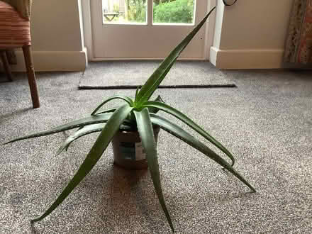Photo of free Aloe vera plant (Hitchin, SG5) #1