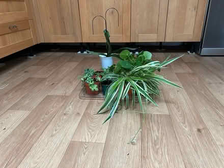 Photo of free House plants (Hitchin SG4) #4