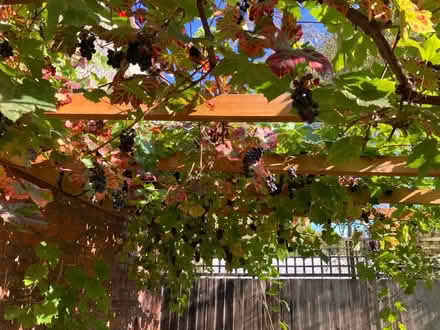 Photo of free Grapes (Okehampton) #1