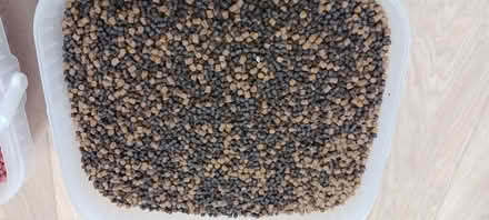 Photo of free pond fish food (Clavering CB11) #3