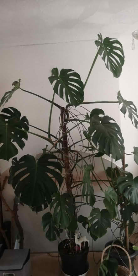Photo of free Monstera deliciosa (S6) #2