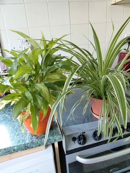 Photo of free House plants (Stroud GL5) #1