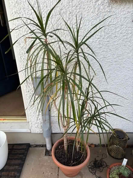 Photo of free Plant (Oxenholme LA9) #1