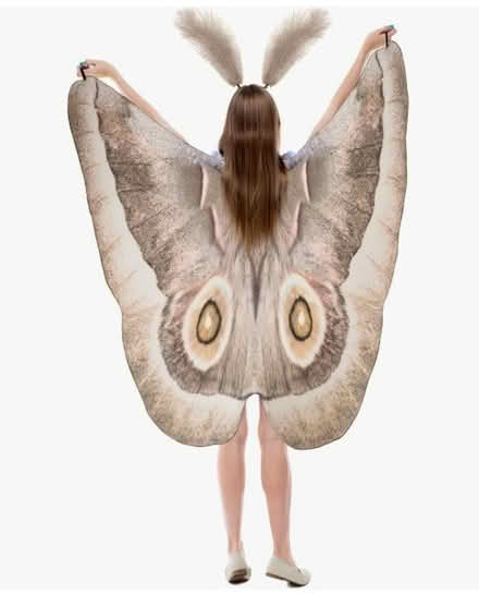 Photo of brown moth wings/antennae (East Watertown) #1