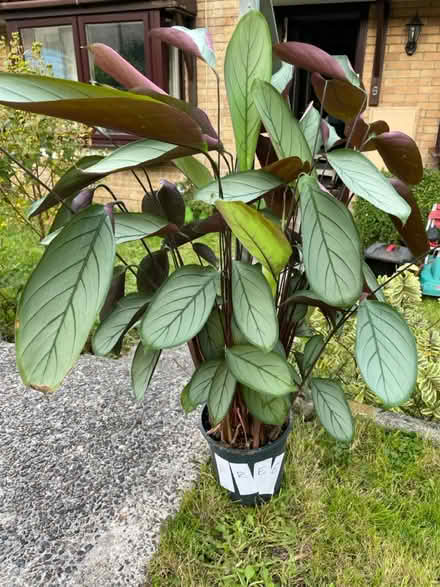 Photo of free Floor plant (TR11) #1