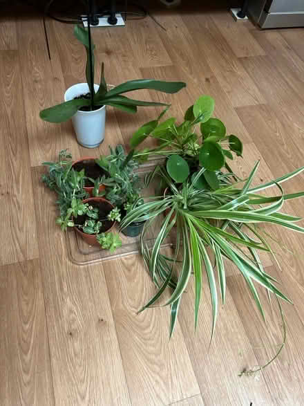Photo of free House plants (Hitchin SG4) #1