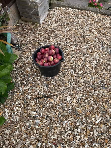 Photo of free Wind fall apples 🍎 (Horsehay TF4) #1