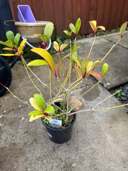 Photo of free Old Skimmia (Oxenholme LA9) #1