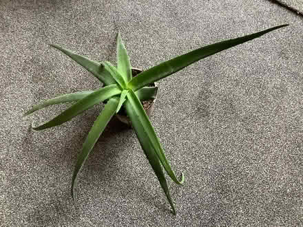 Photo of free Aloe vera plant (Hitchin, SG5) #2