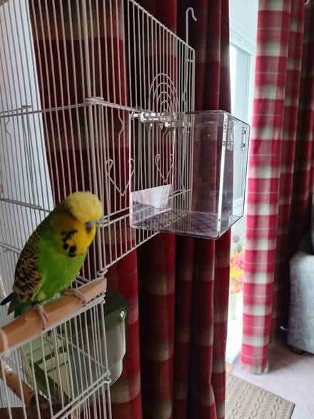 Photo of free Bird bath (Parson Cross S5) #1