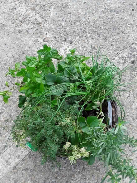 Photo of free Hanging basket with herbs (Didcot OX11) #1