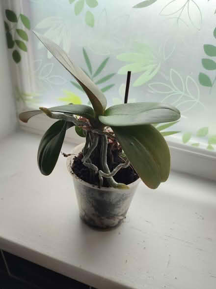 Photo of free Small orchid (Rhosllanerchrugog LL14) #1