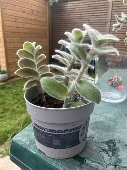 Photo of free Tradescantia cuttings (Waddon) #1