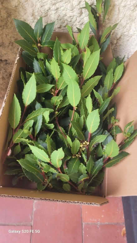 Photo of free Bay leaves (Bromley BR1) #1