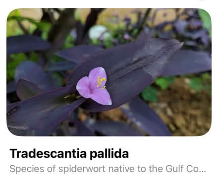 Photo of free Tradescantia cuttings (Waddon) #4