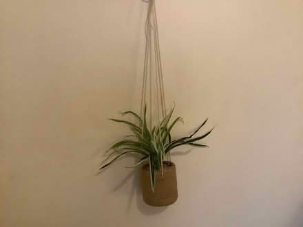 Photo of free Artificial plants (White City W10) #2