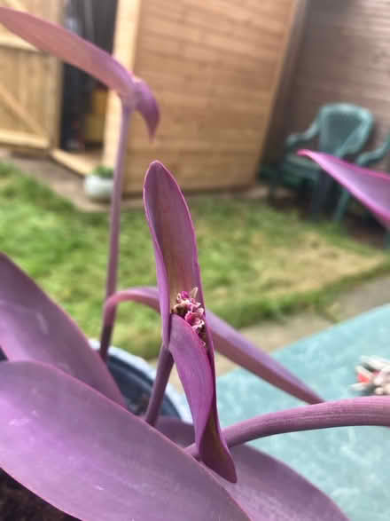 Photo of free Tradescantia cuttings (Waddon) #3