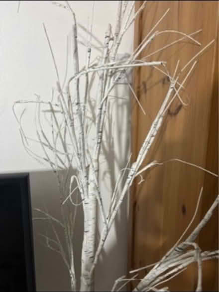 Photo of free Birch tree branch (KT1 Kingston upon Thames) #1