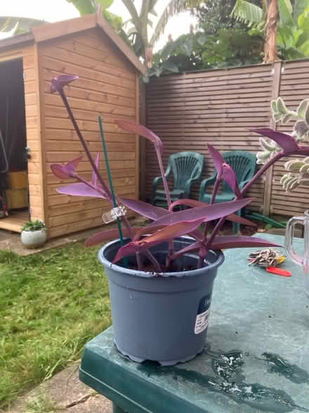 Photo of free Tradescantia cuttings (Waddon) #2