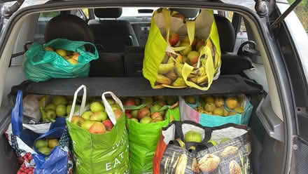 Photo of free 2nd October: more cooking apples! (Eastbourne BN20) #1