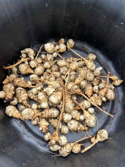 Photo of free Jerusalem Artichoke corms (Wolsingham DL13) #1