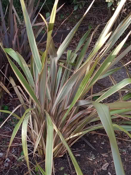 Photo of free Ornamental grass (SN8 Burbage) #1