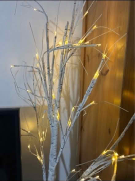 Photo of free Birch tree branch (KT1 Kingston upon Thames) #2