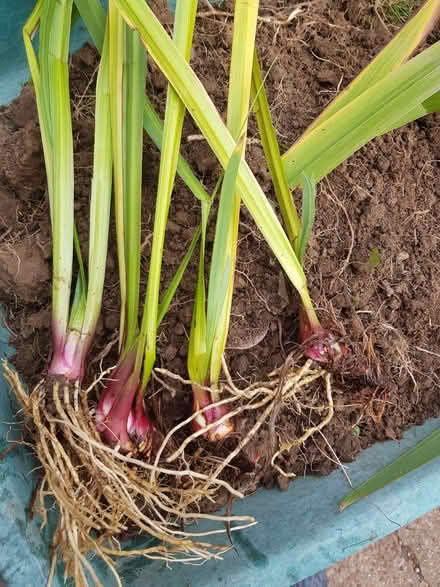 Photo of free More yellow native iris (Blacklands TN34) #1