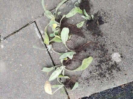 Photo of free Young mullein plants (Penrith CA11) #1