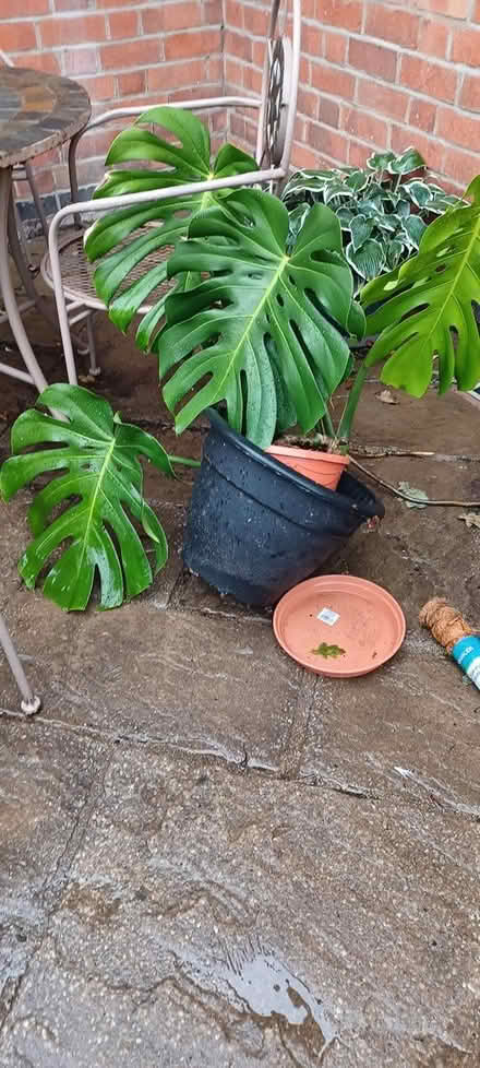 Photo of free Cheese plant (Loughborough central) #1