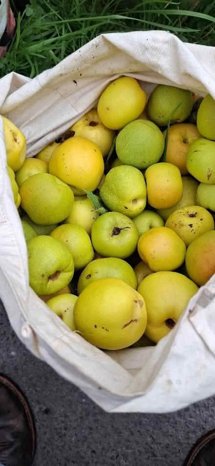 Photo of free quinces (Wall's Quarry GL5) #1