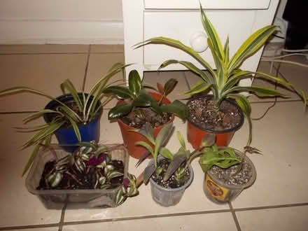 Photo of free Indoor Plants (Wimbledon SW19) #1