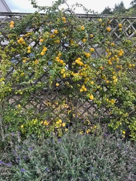 Photo of free quinces (Bridge of Allan FK9) #1