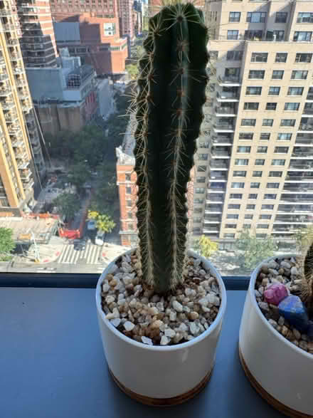 Photo of free my cactus family a home (Upper West Side) #2