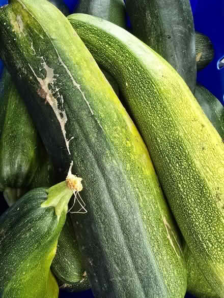 Photo of free Bakery items & marrows (Ambergate DE56) #2