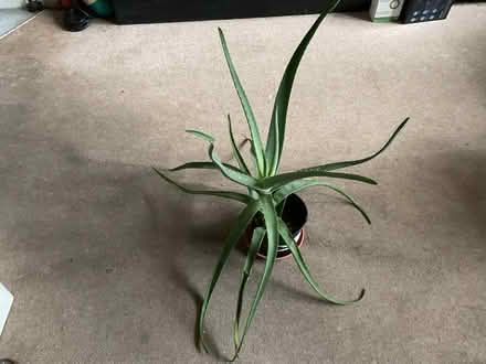 Photo of free Large Aloe Vera. (Walker) #1