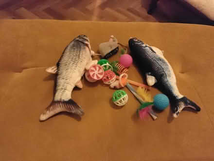 Photo of free Cat toys (Rothley) #1