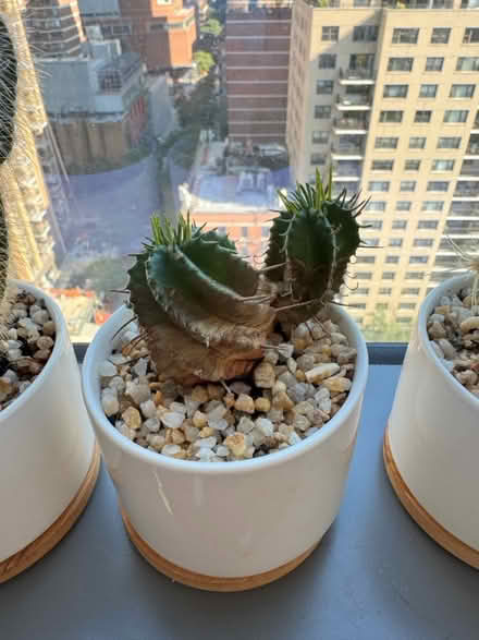 Photo of free my cactus family a home (Upper West Side) #4