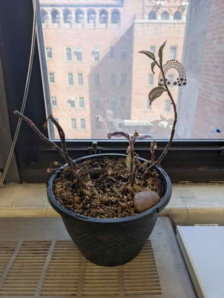 Photo of free rescue this plant (Brooklyn) #1