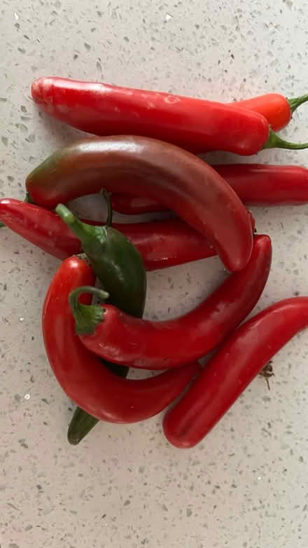 Photo of free Too spicy for us (Sunnyvale) #1