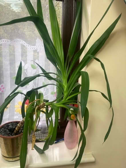 Photo of free House plant (Hemel Hempstead) #1