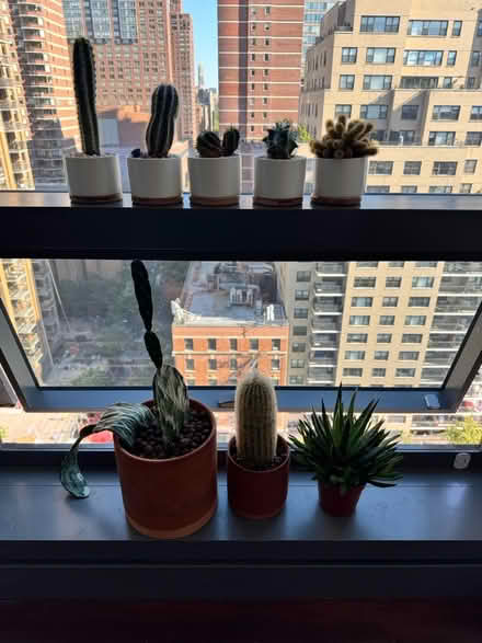 Photo of free my cactus family a home (Upper West Side) #1