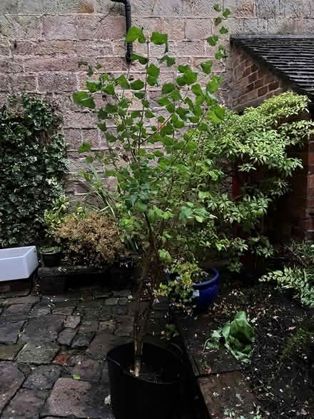 Photo of free 2 lilac trees (Belper) #1