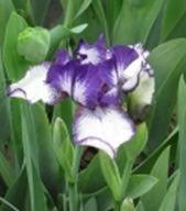 Photo of free dwarf bearded Iris 'Rare Edition' (Cayuga Heights, Ithaca) #1