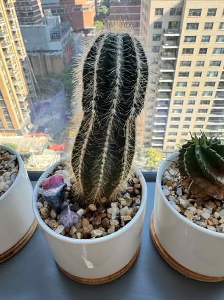Photo of free my cactus family a home (Upper West Side) #3