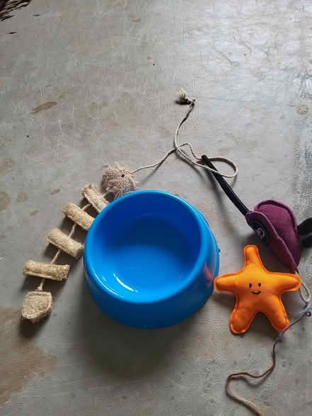 Photo of free cat bowl and toys (twickenham TW2) #1