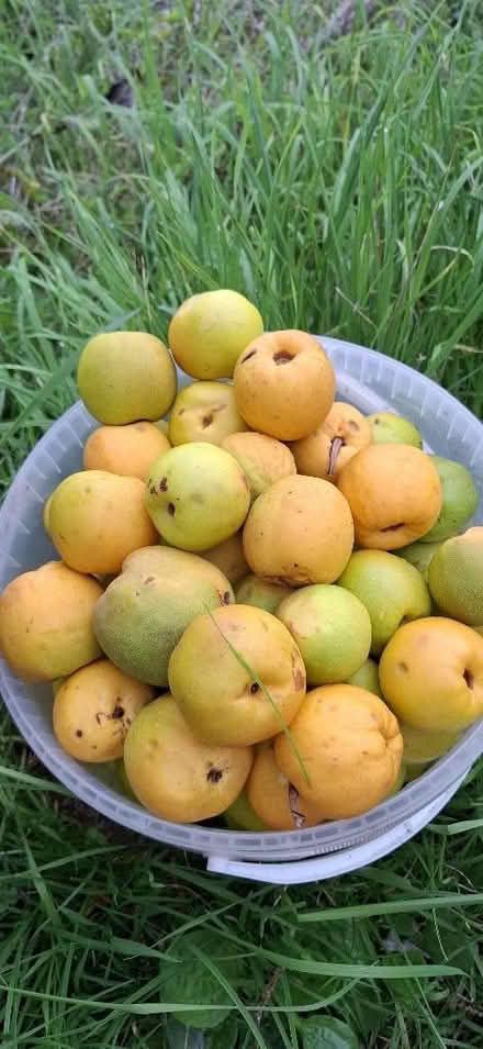 Photo of free quinces (Wall's Quarry GL5) #3