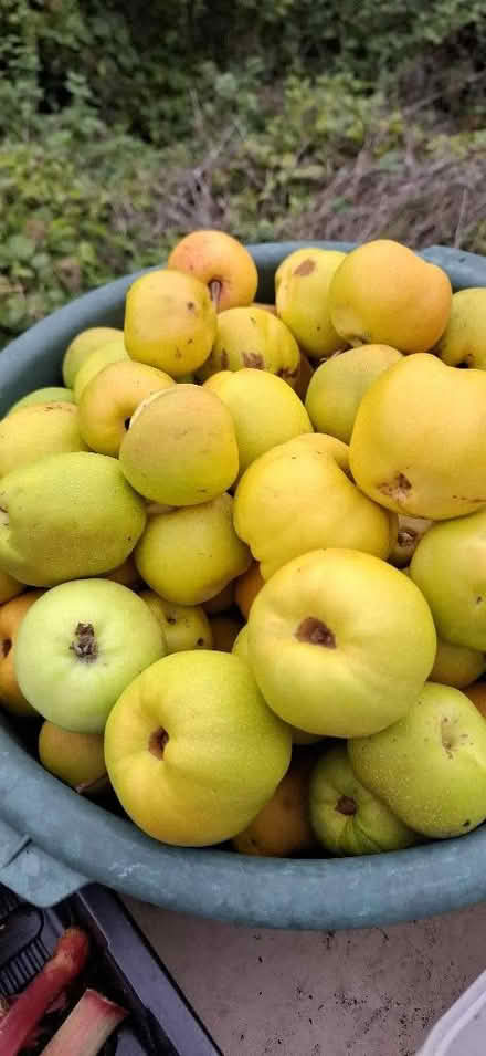 Photo of free quinces (Wall's Quarry GL5) #2